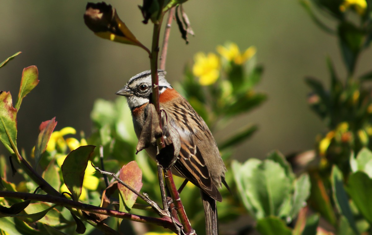 Rufous-collared Sparrow - ML623405021