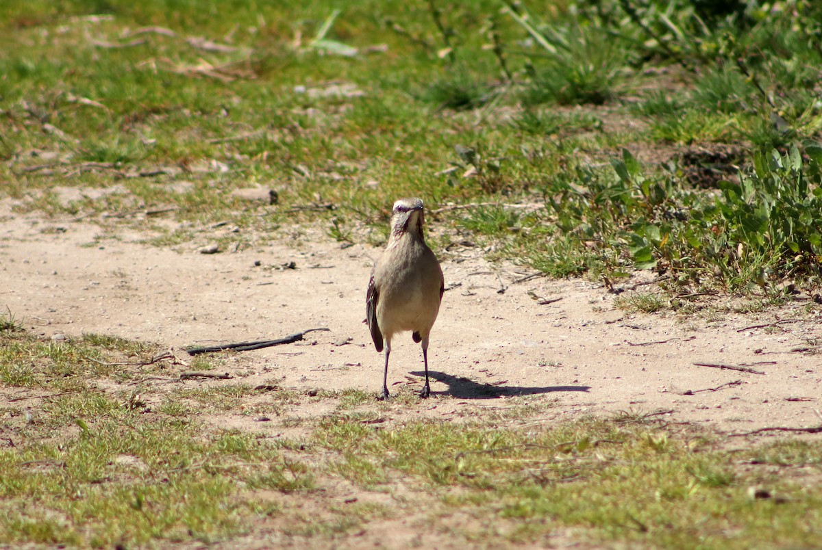 Chilean Mockingbird - ML623405032