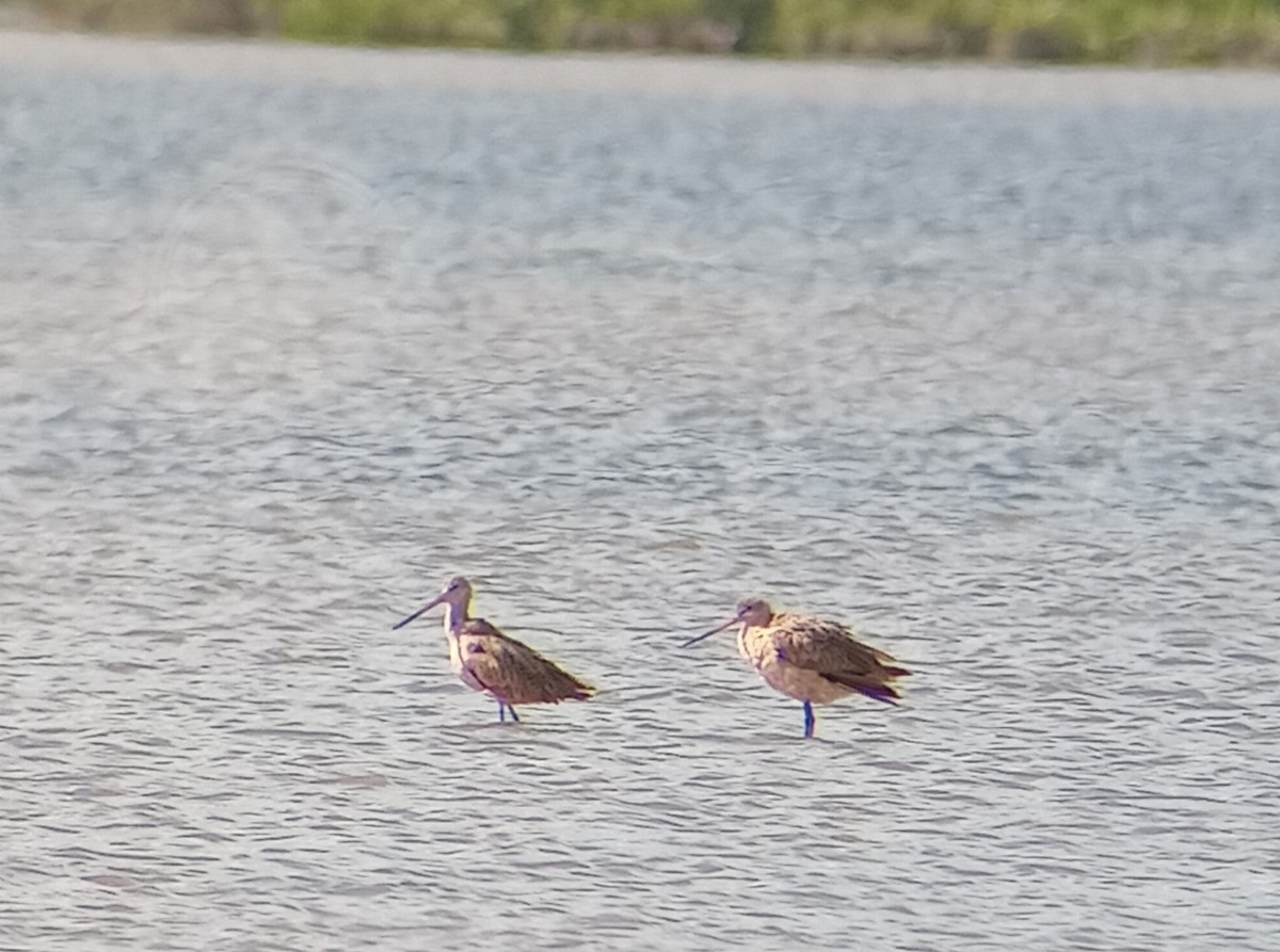 Marbled Godwit - Manuel López Salcedo