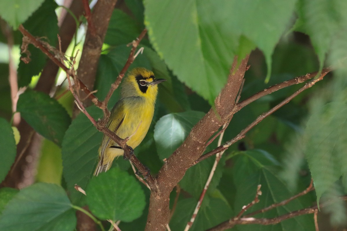 Bonin White-eye - ML623405088