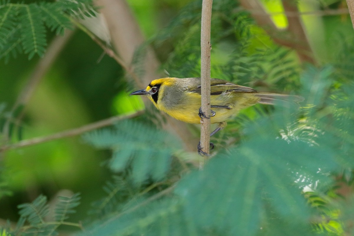 Bonin White-eye - ML623405089