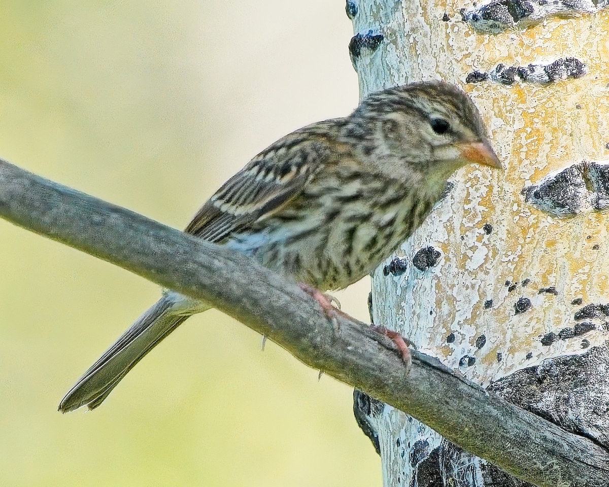 Chipping Sparrow - ML623405161