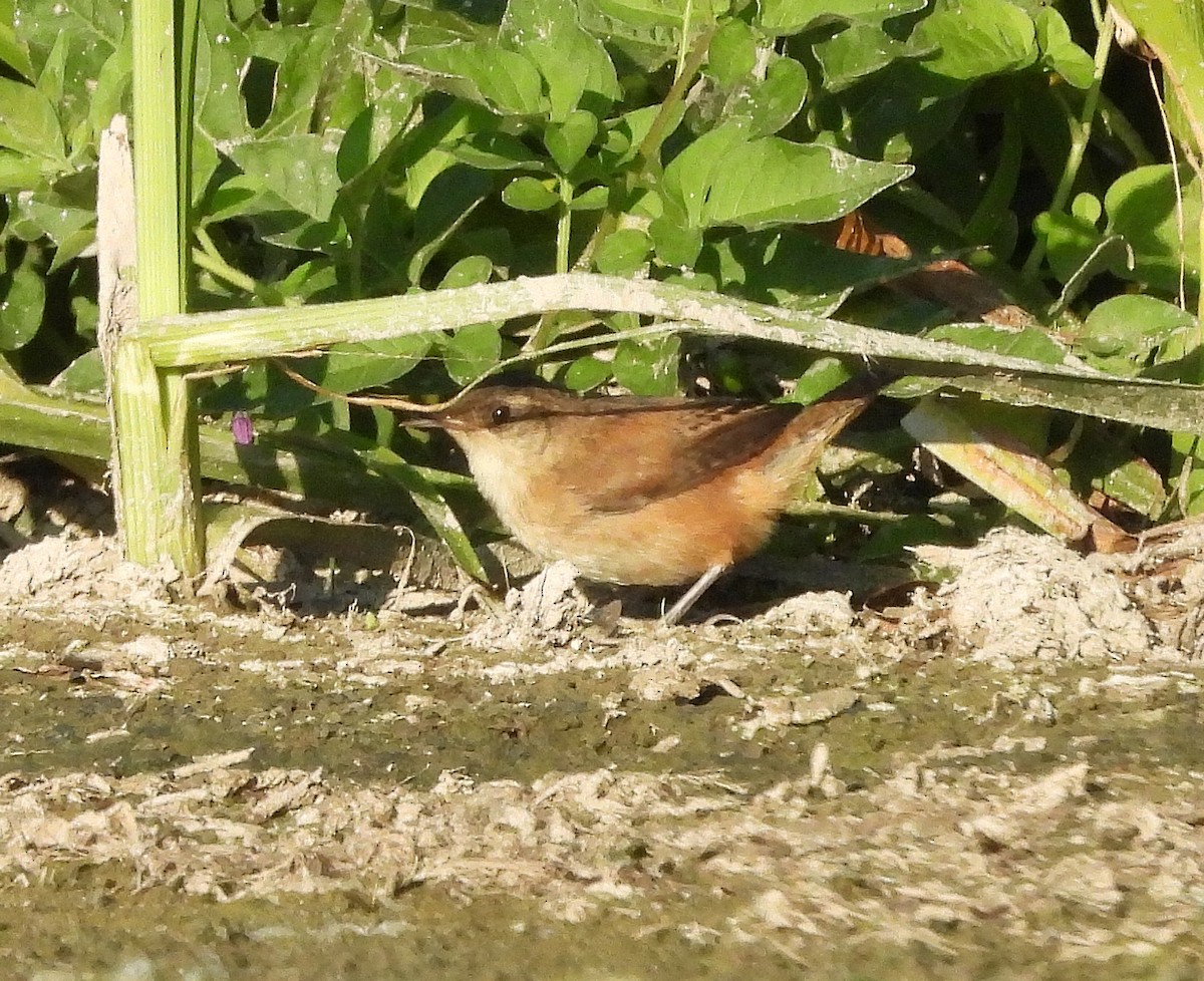 Marsh Wren - ML623405174