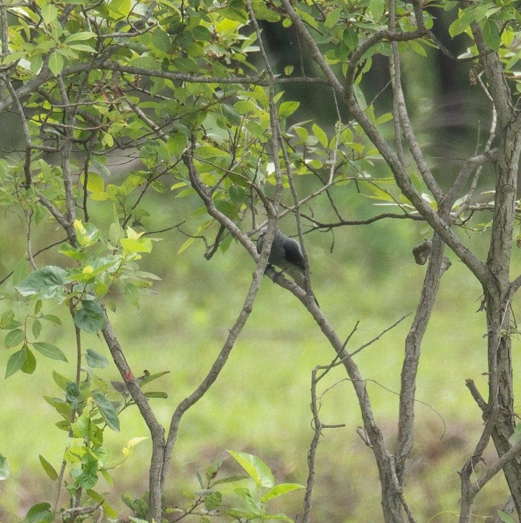 Black-winged Cuckooshrike - ML623405175