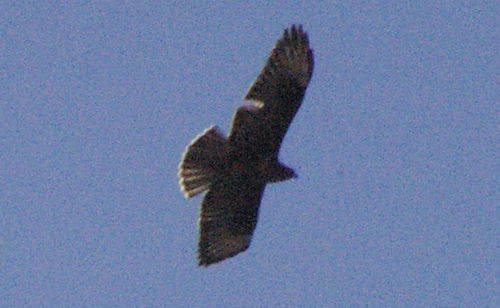 Common Buzzard (Canary Is.) - ML623405184