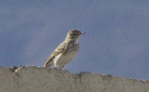 Berthelot's Pipit - ML623405209