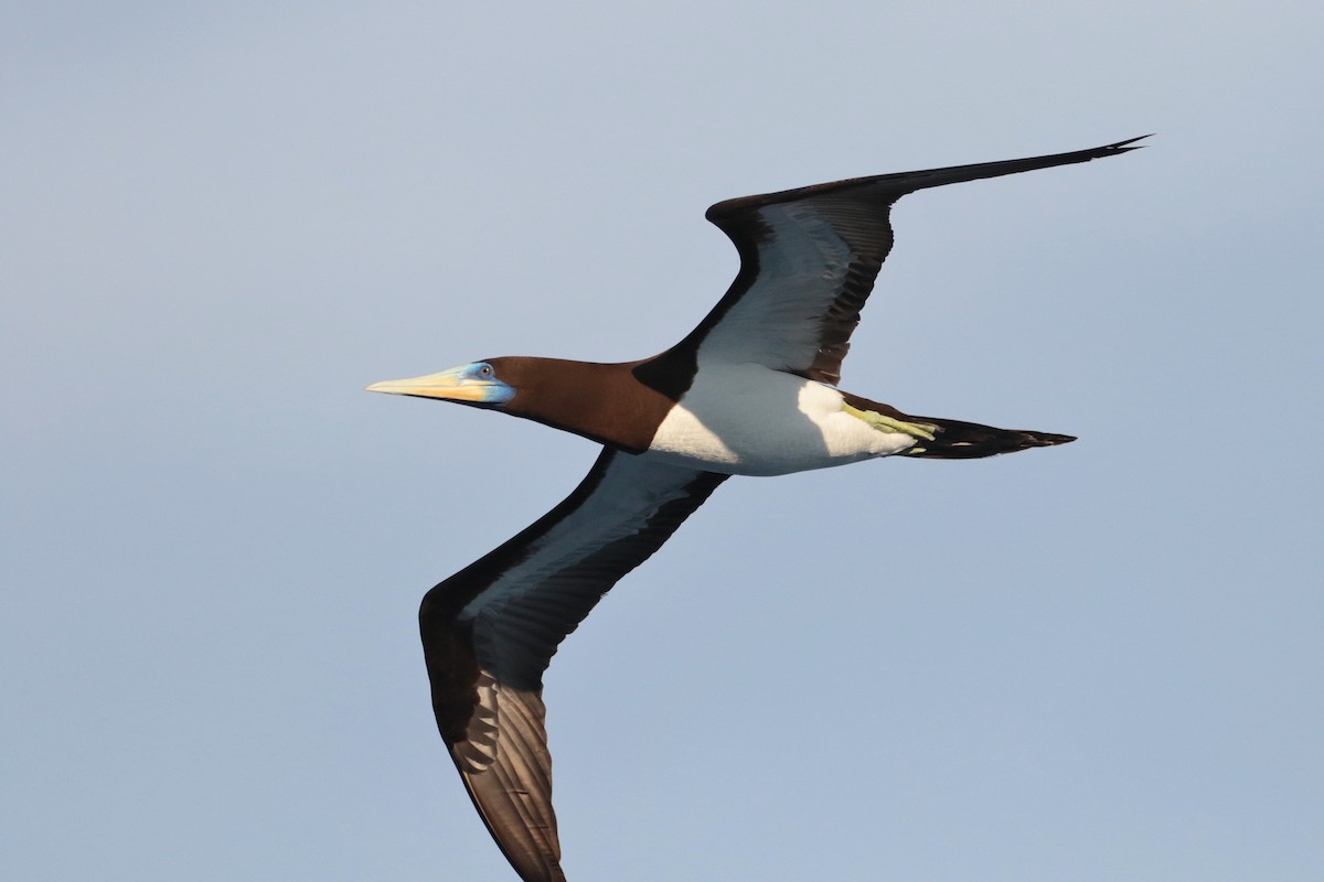 Brown Booby (Forster's) - Atsushi Shimazaki