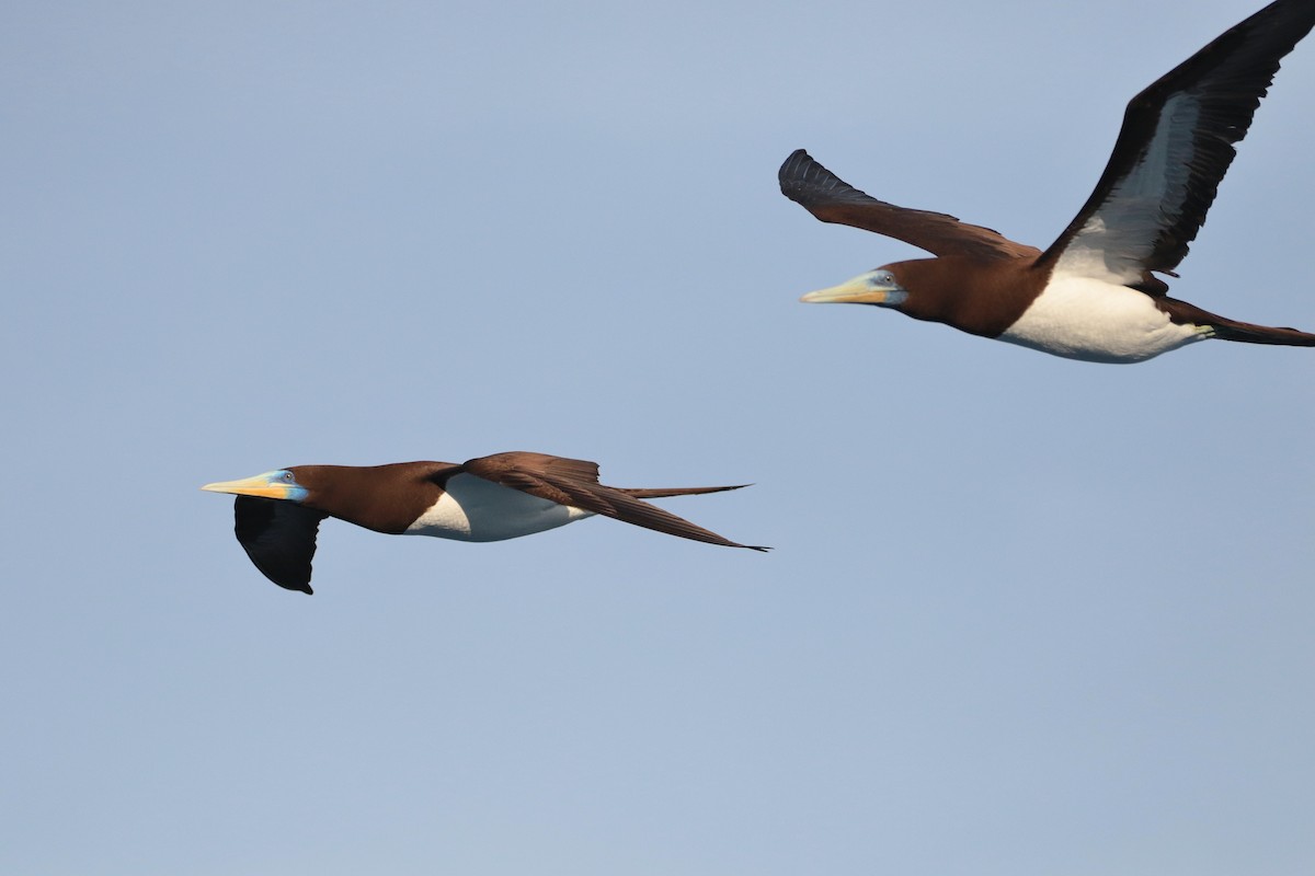 Brown Booby (Forster's) - Atsushi Shimazaki