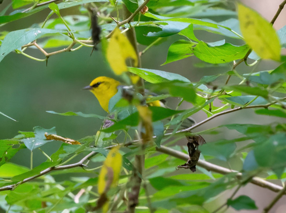 Blue-winged Warbler - ML623405320