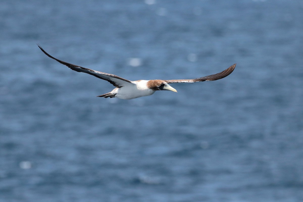 Masked Booby - ML623405369