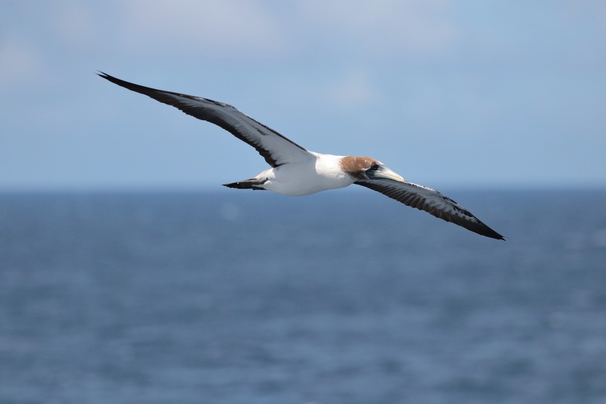 Masked Booby - ML623405370