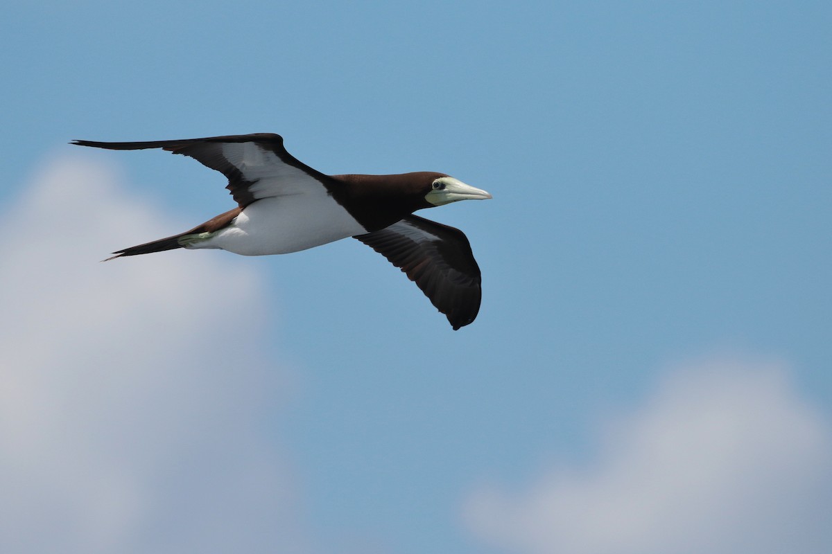 Brown Booby (Forster's) - ML623405376