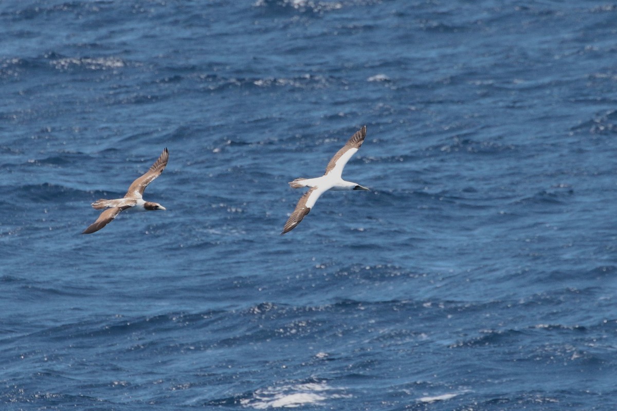 Masked Booby - ML623405381