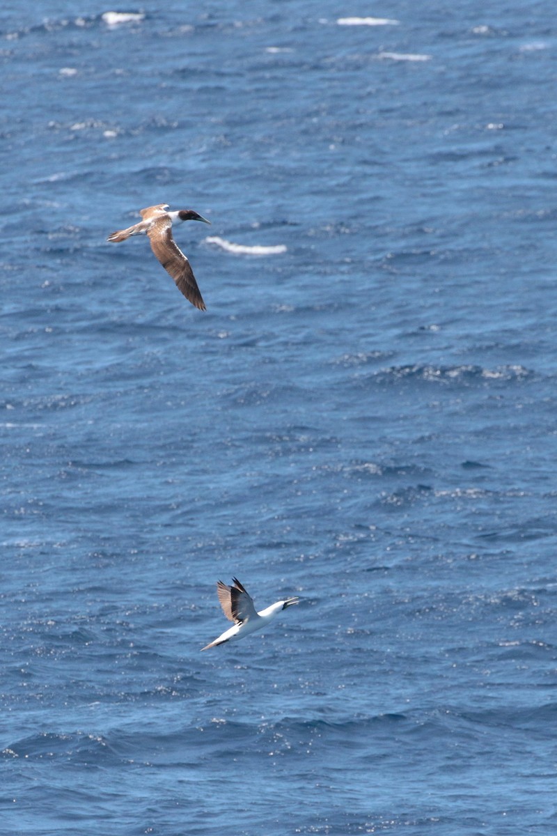 Masked Booby - ML623405382