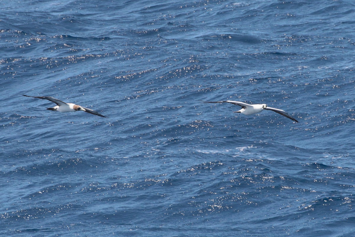 Masked Booby - ML623405383