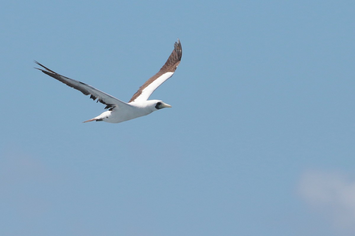 Masked Booby - ML623405386