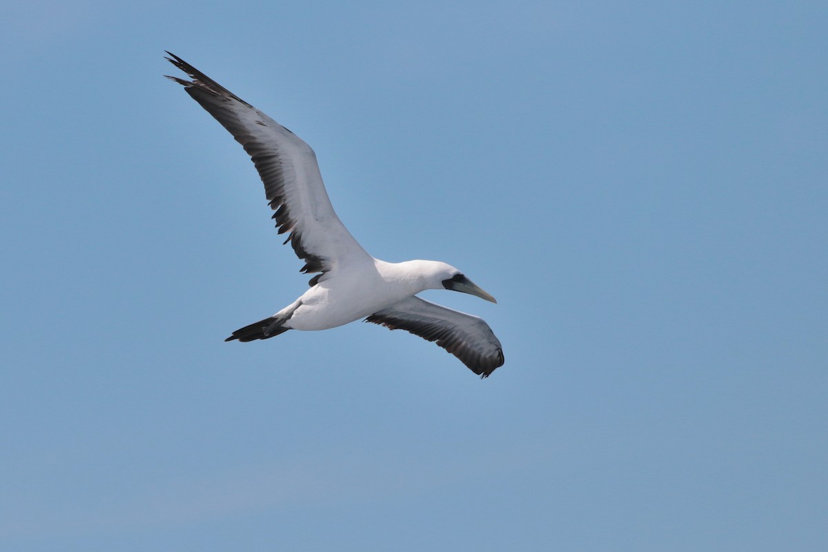 Masked Booby - ML623405387