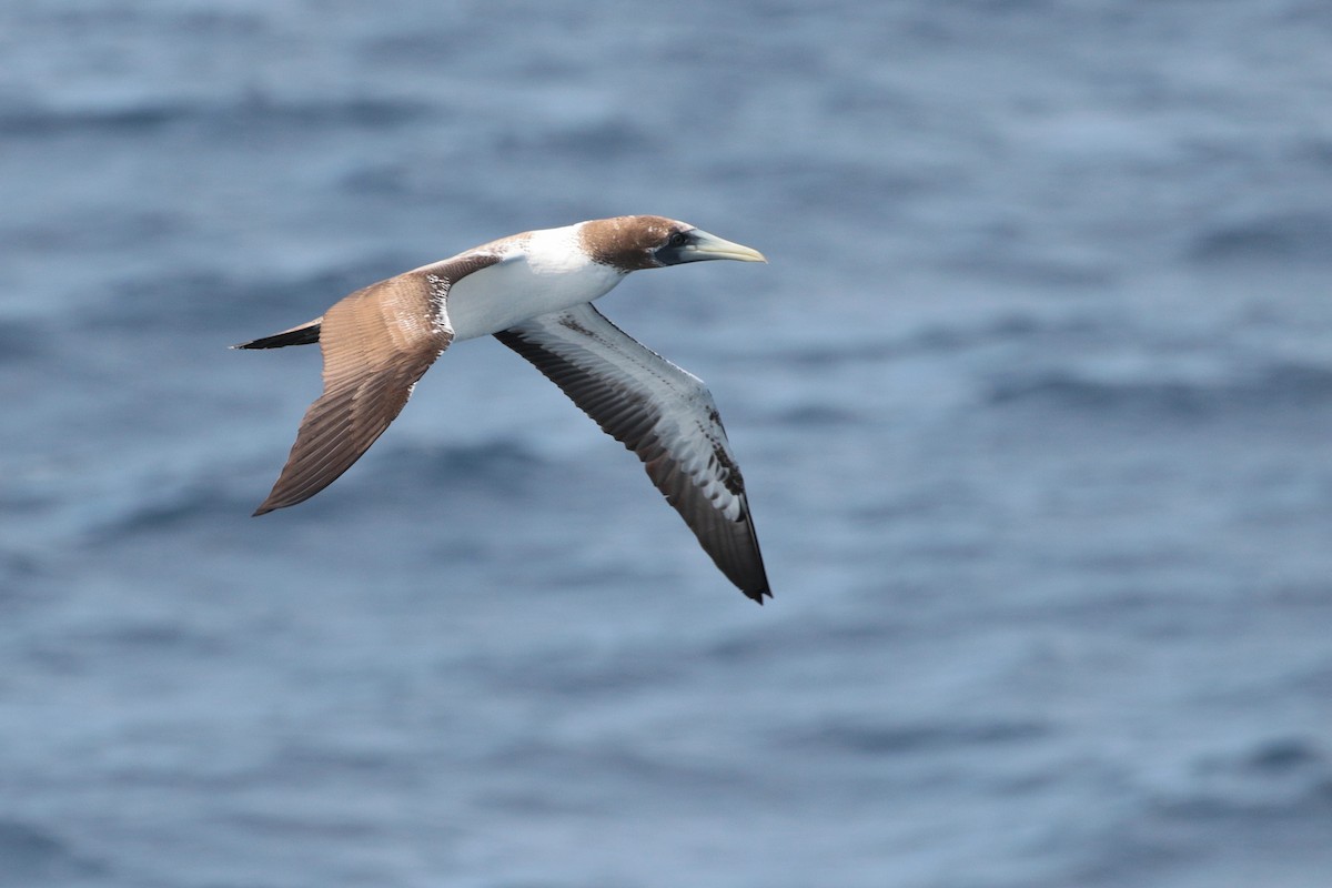 Masked Booby - ML623405388