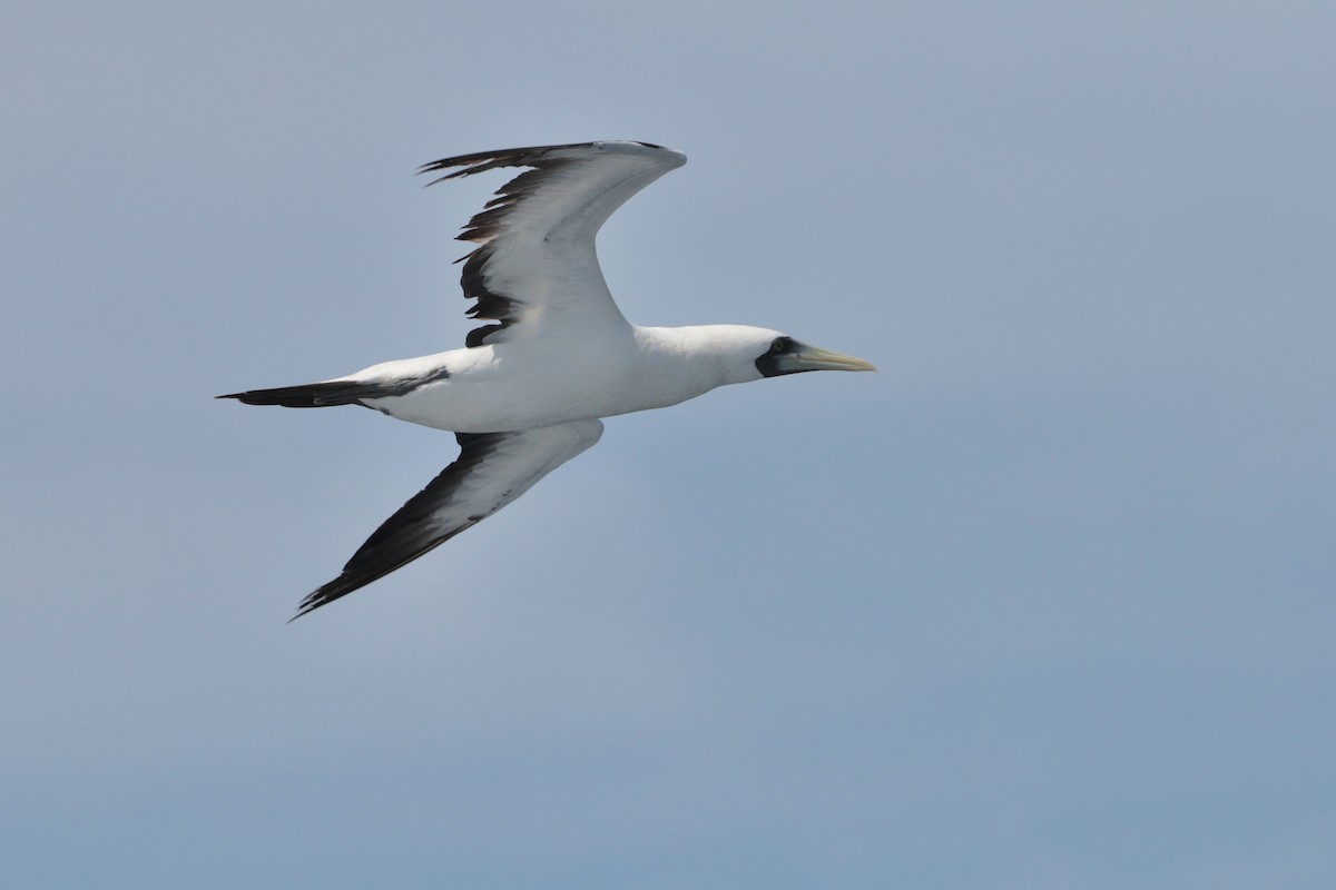 Masked Booby - ML623405389