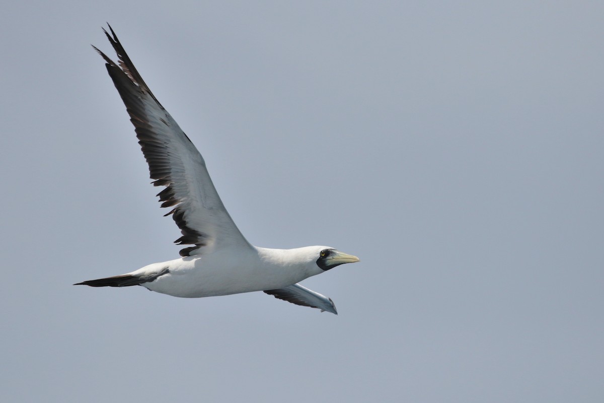 Masked Booby - ML623405390