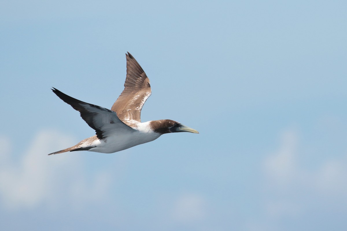 Masked Booby - ML623405391