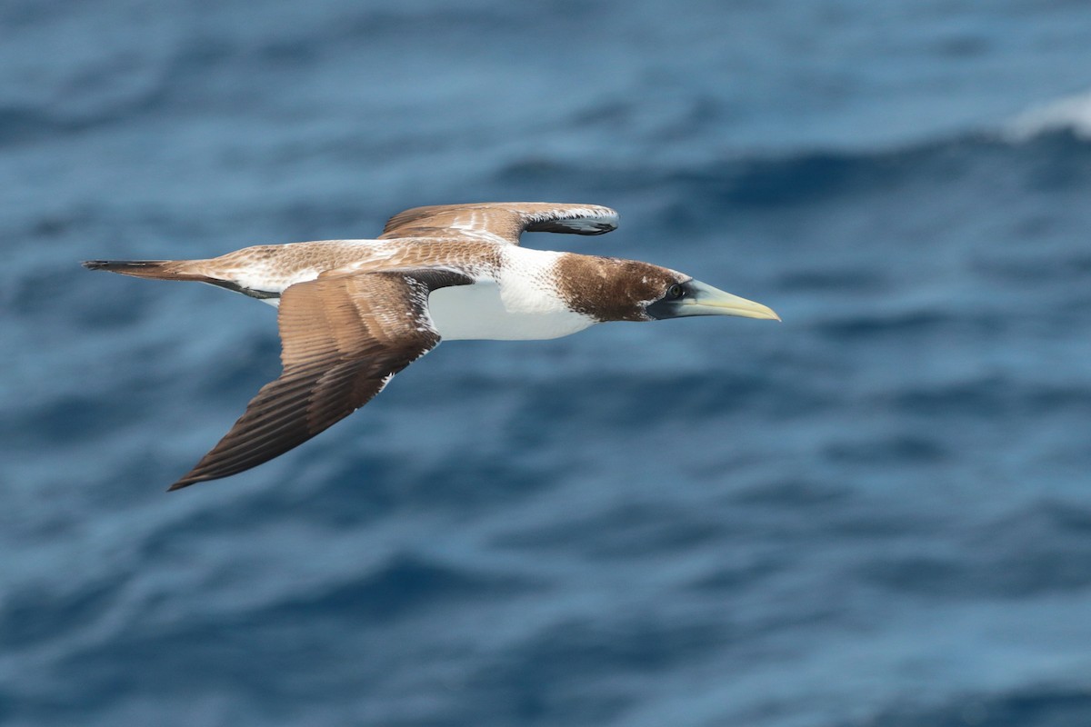 Masked Booby - ML623405395