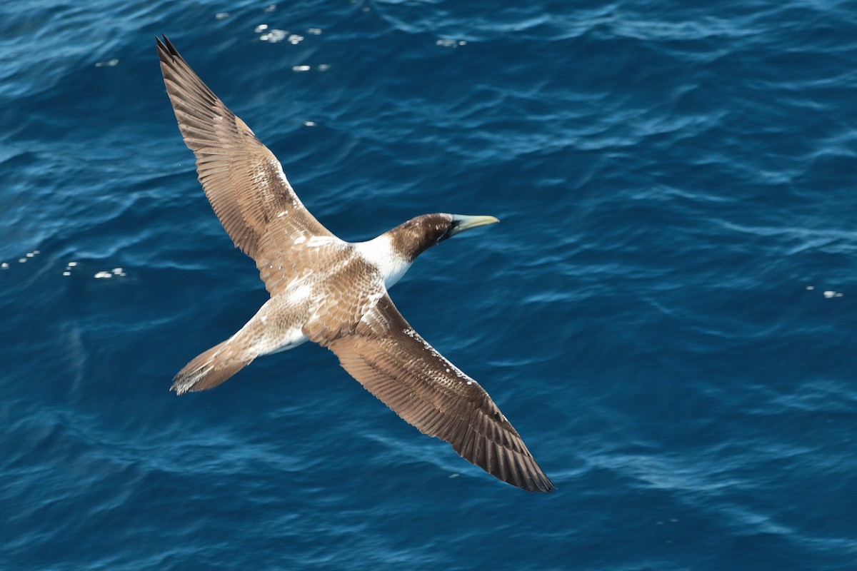 Masked Booby - ML623405399