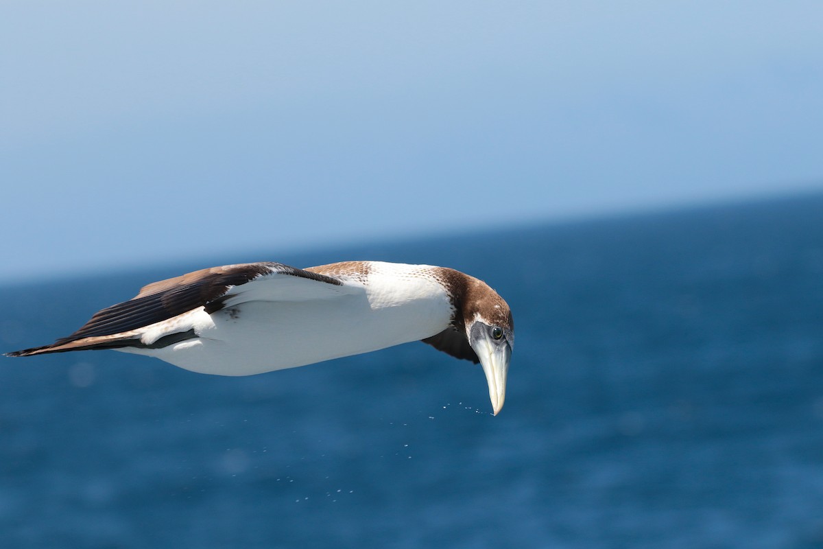 Masked Booby - ML623405401