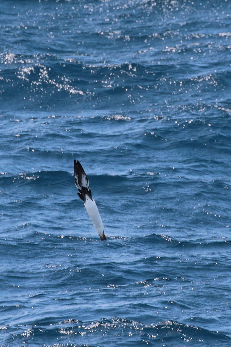 Masked Booby - ML623405405