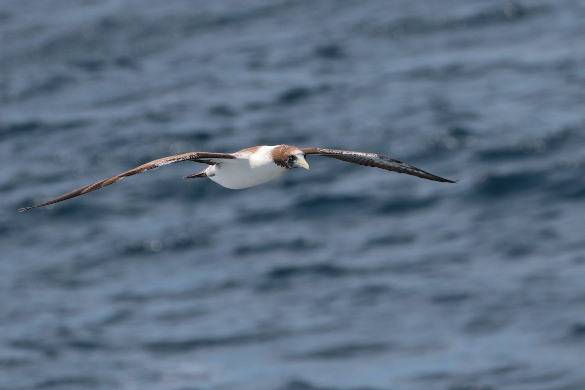 Masked Booby - ML623405406