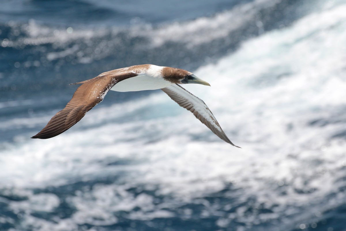 Masked Booby - ML623405407