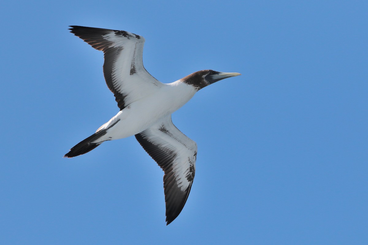 Masked Booby - ML623405410