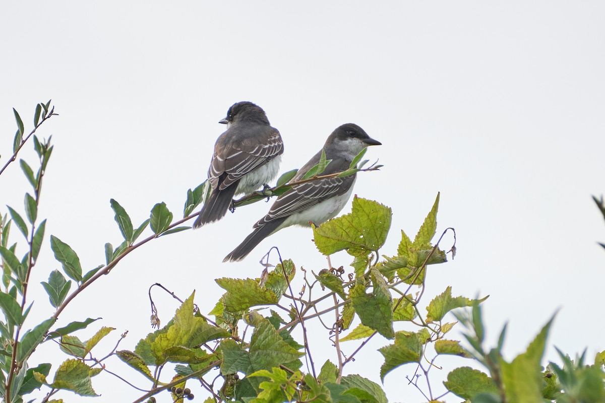 Eastern Kingbird - ML623405513