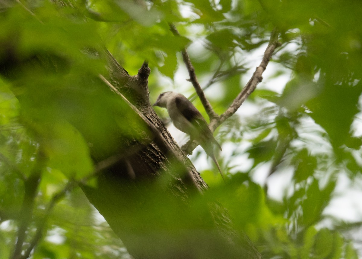 Brown-rumped Minivet - ML623405541