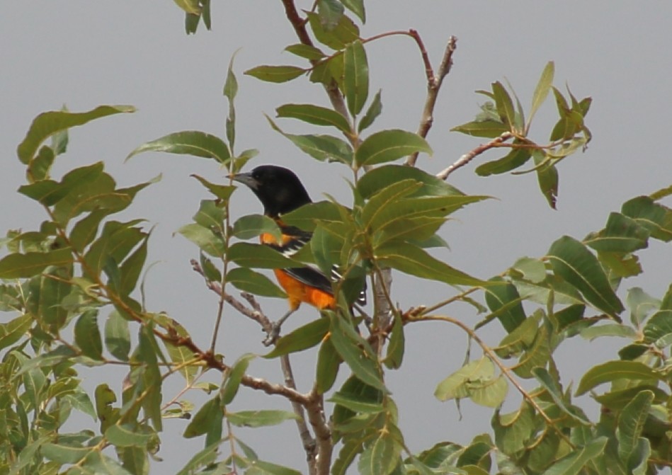 Baltimore Oriole - ML623405566