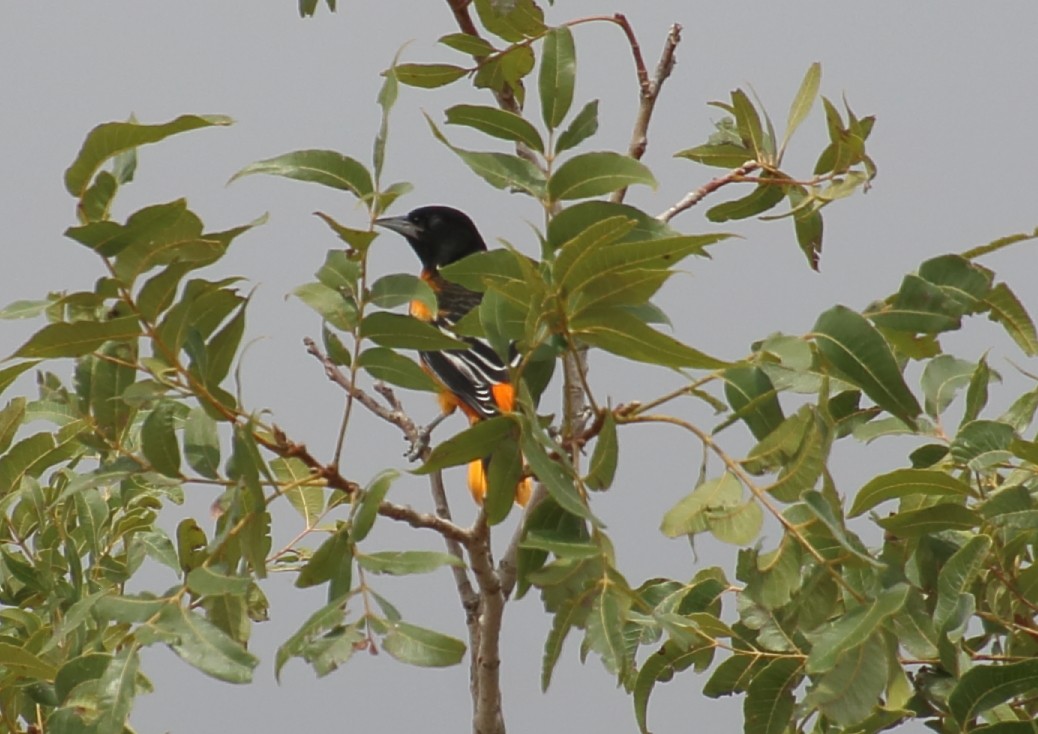 Baltimore Oriole - ML623405567