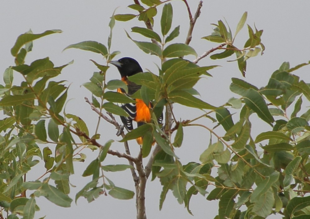 Baltimore Oriole - Deb Whitecotton