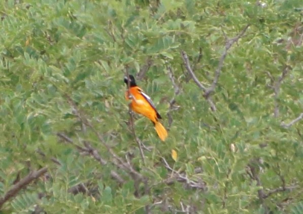 Baltimore Oriole - ML623405572