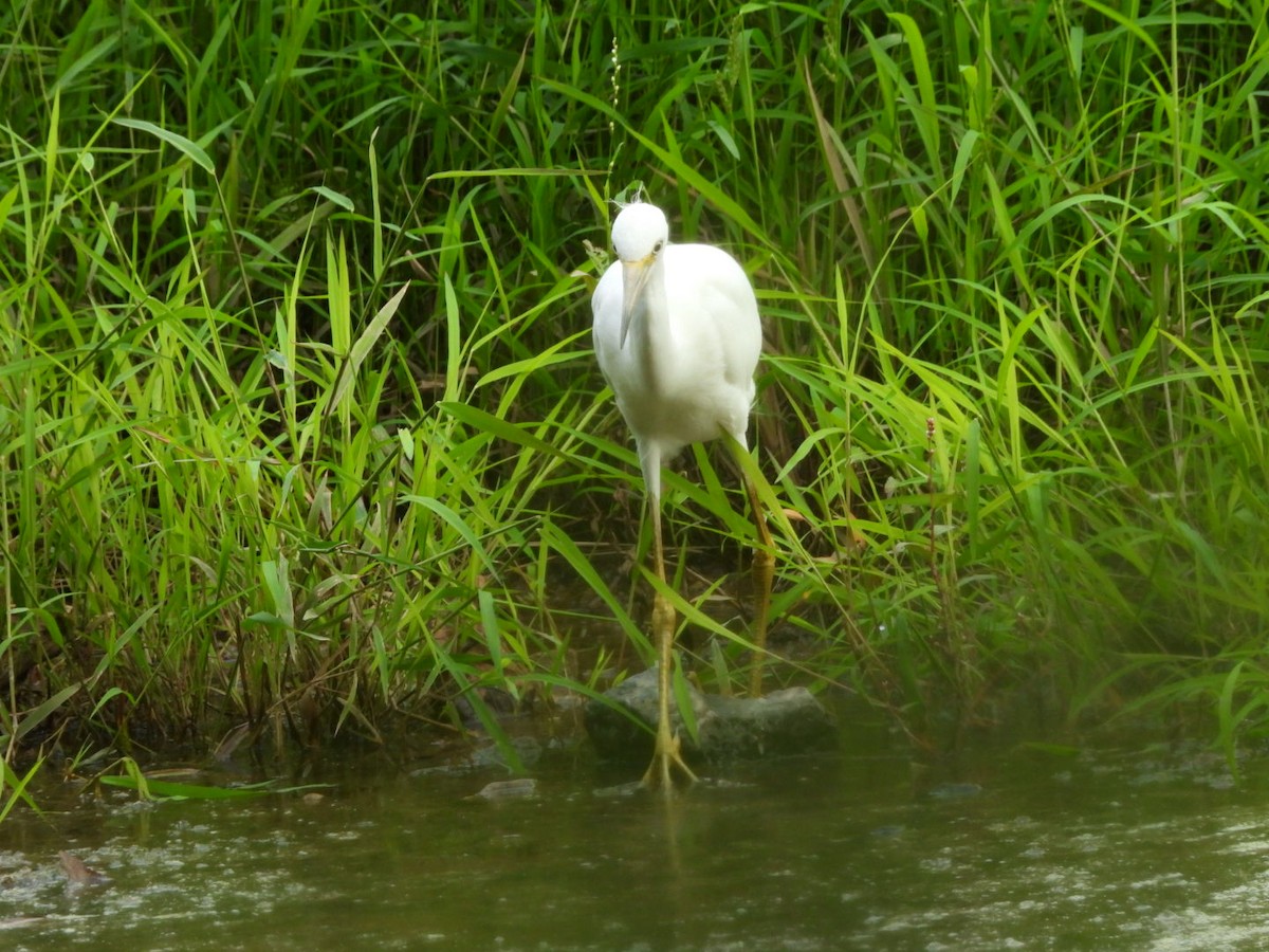 Little Blue Heron - ML623405620