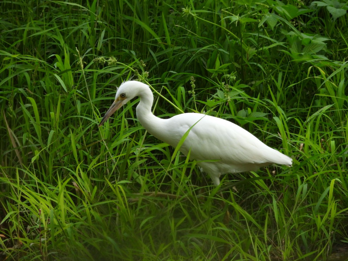 Little Blue Heron - ML623405621