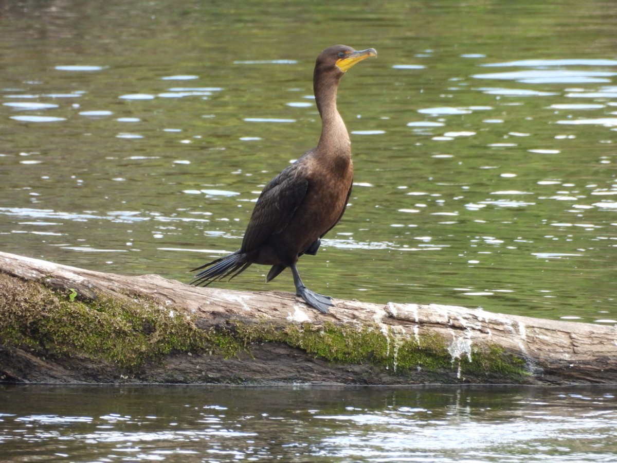 Double-crested Cormorant - ML623405626