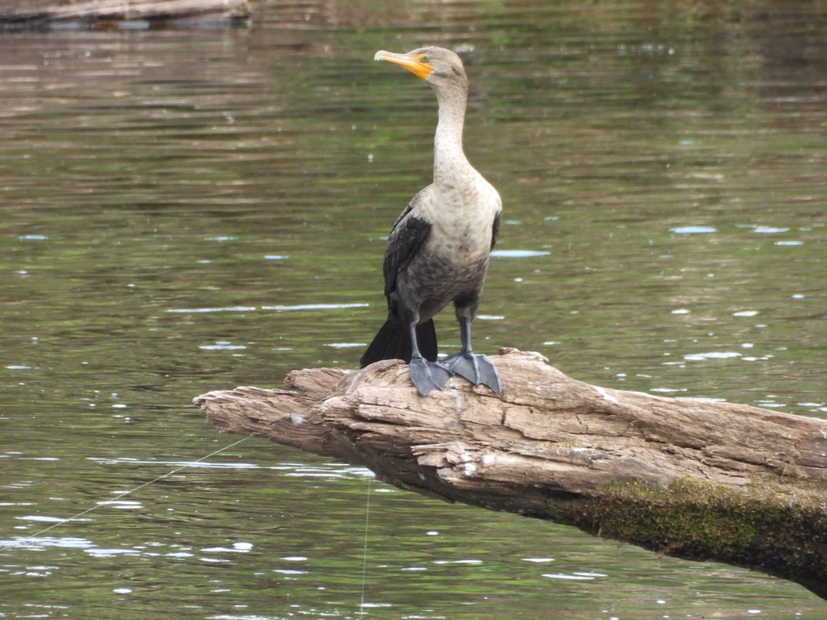 Double-crested Cormorant - ML623405627