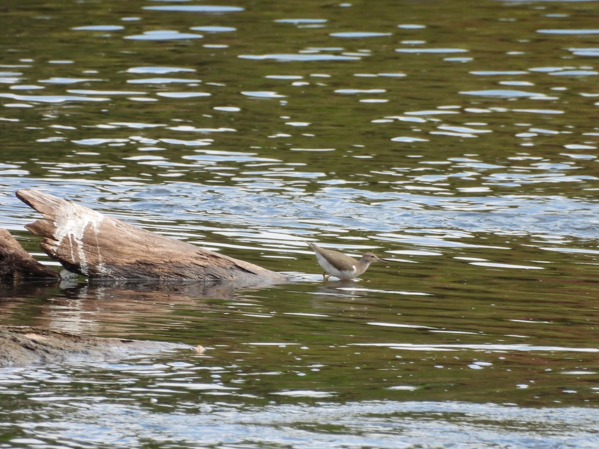 Spotted Sandpiper - ML623405629