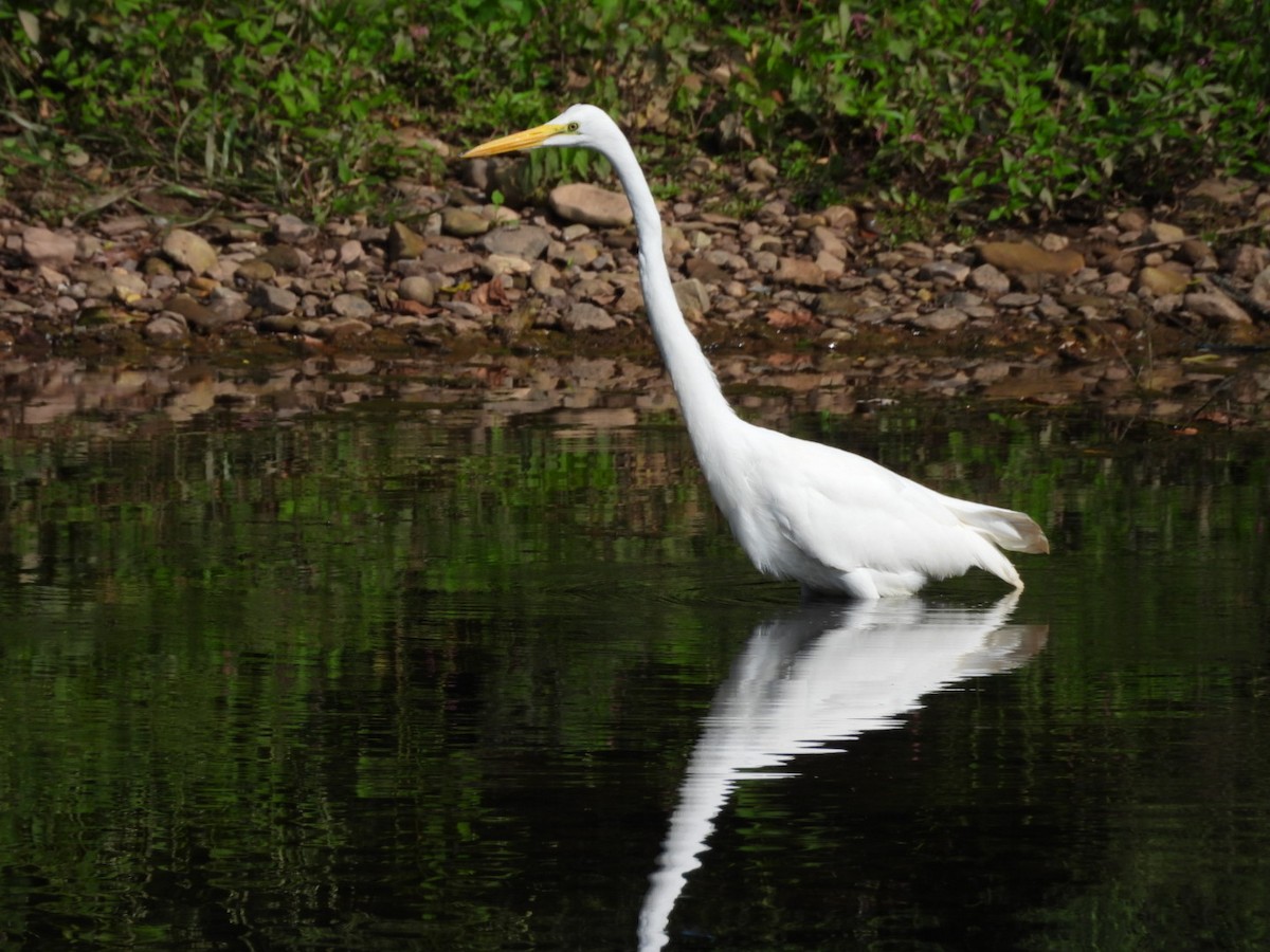 Great Egret - ML623405640