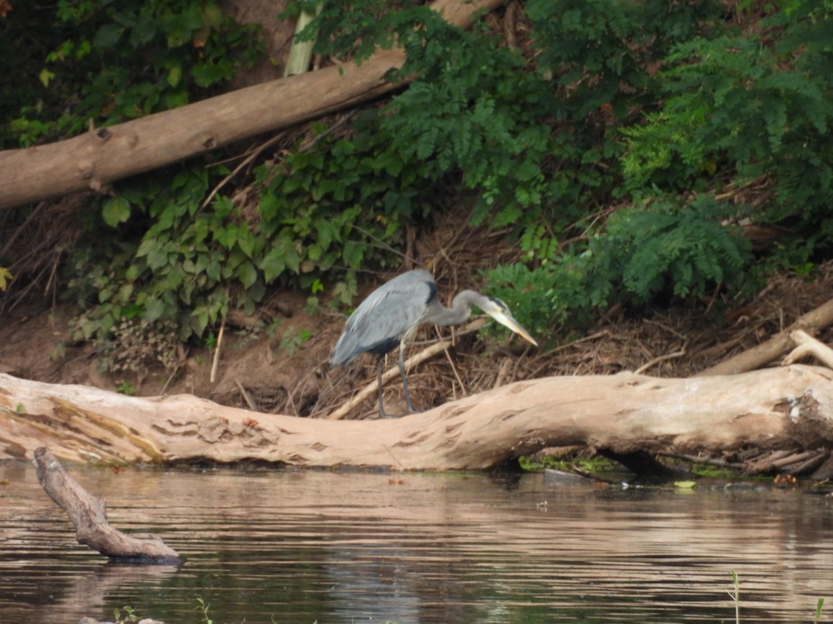 Great Blue Heron - ML623405645