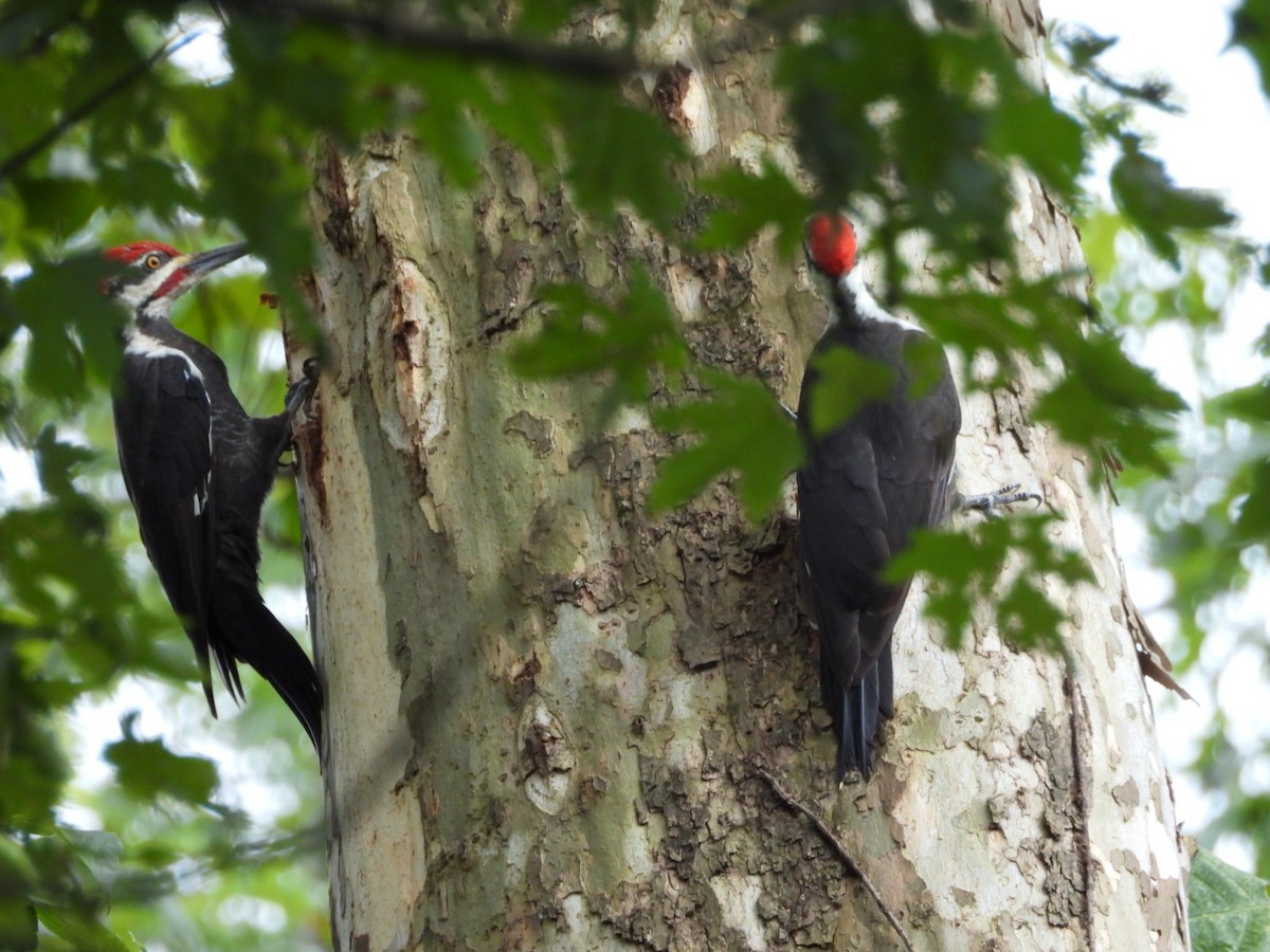 Pileated Woodpecker - ML623405650