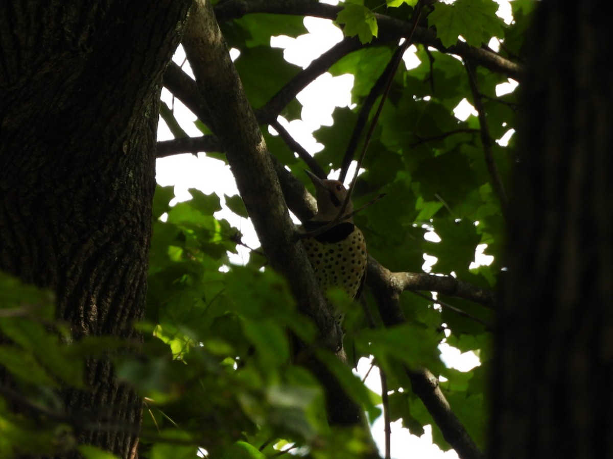 Northern Flicker - ML623405663