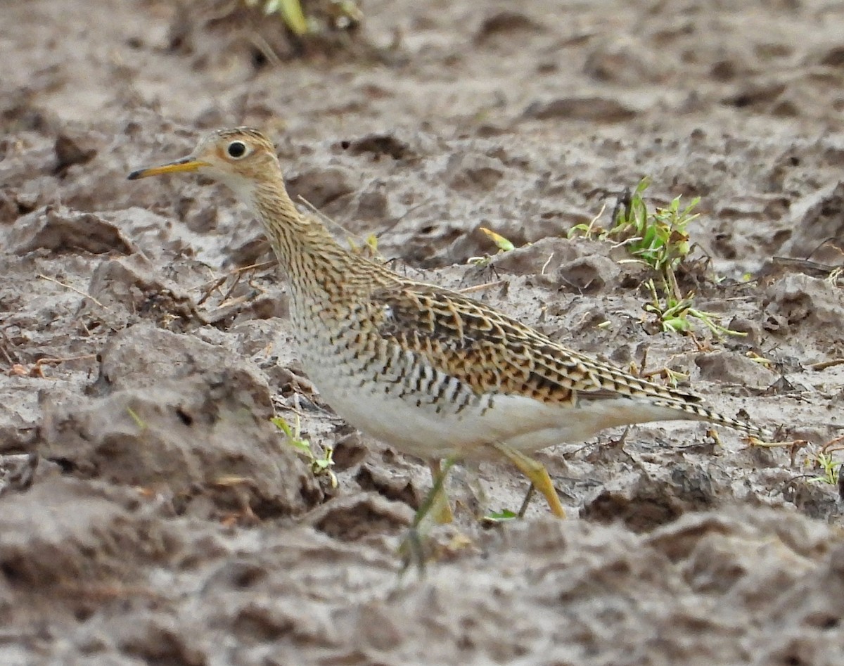 Upland Sandpiper - ML623405664