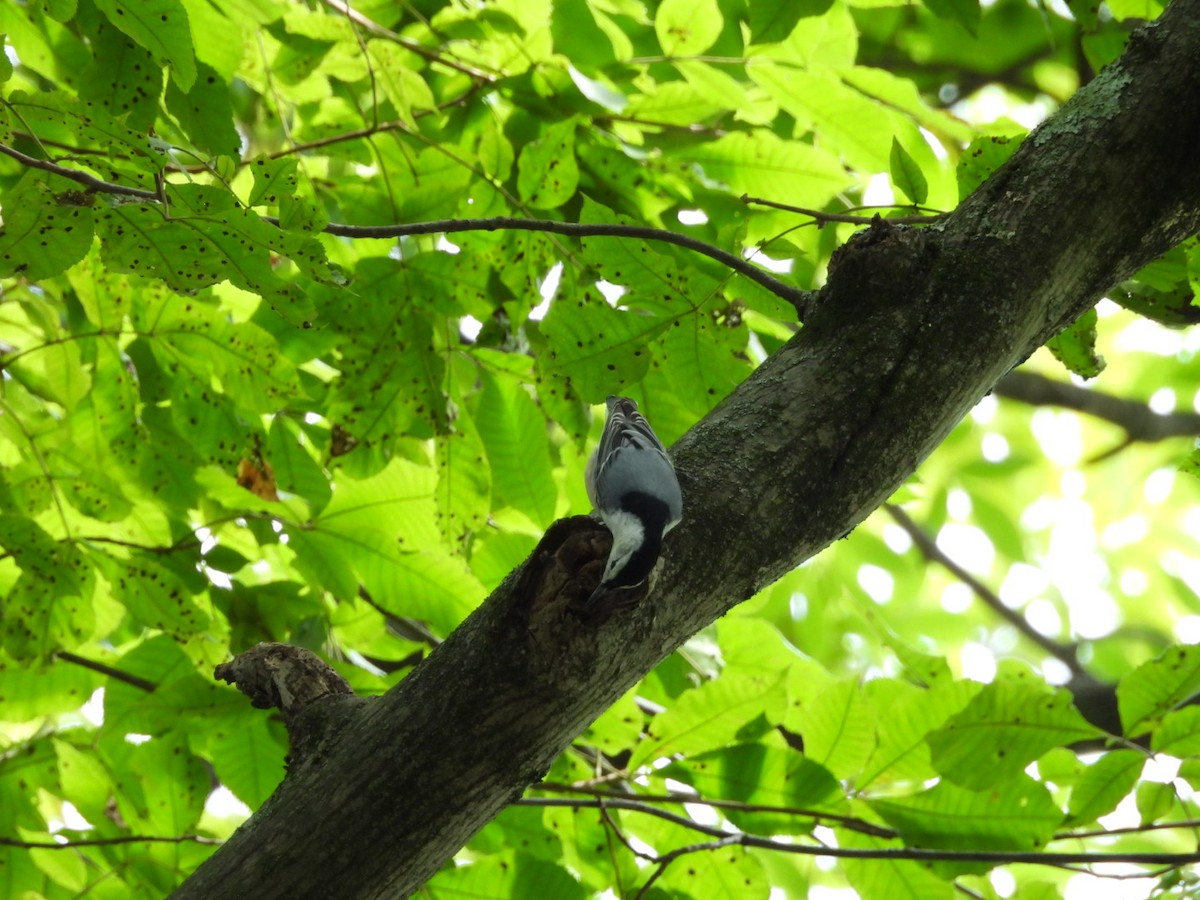 White-breasted Nuthatch - ML623405669