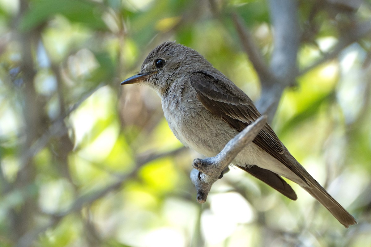 Western Wood-Pewee - ML623405670